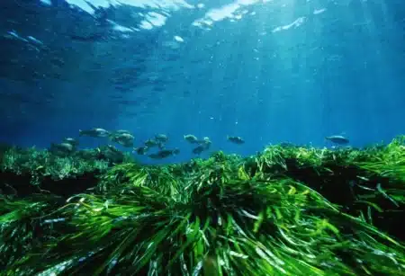 Posidonia Oceanica