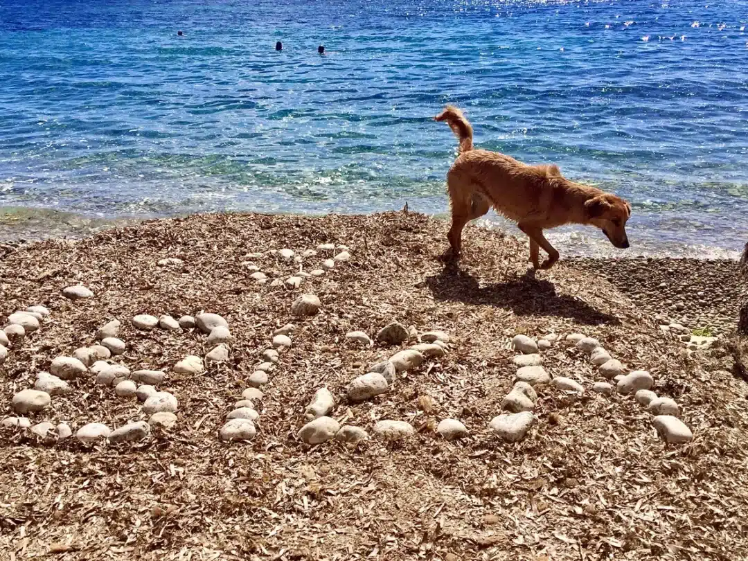 Dog-Friendly Ibiza