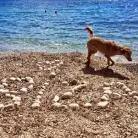 Dog-friendly Ibiza