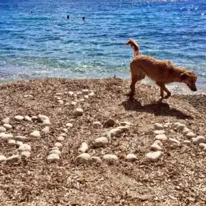 Dog-friendly Ibiza