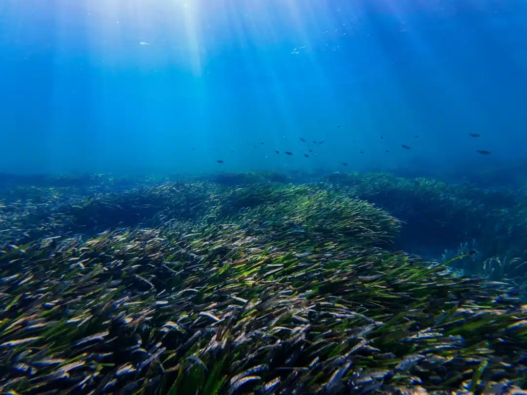 Posidonia Oceanica