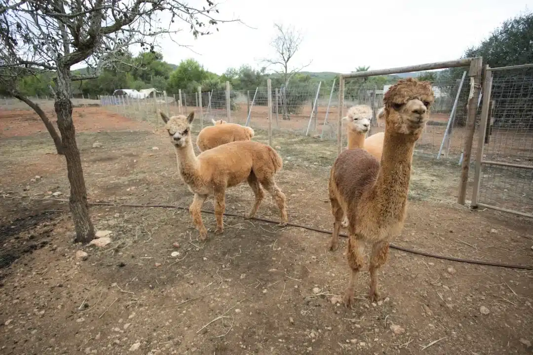 Family-Friendly &Ndash; Alpacas Ibiza &Ndash; Living Ibiza