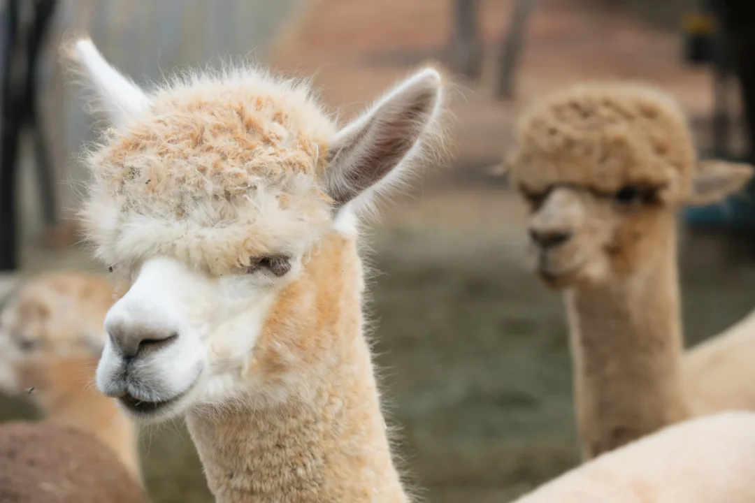 Family-Friendly &Ndash; Alpacas Ibiza2 &Ndash; Living Ibiza