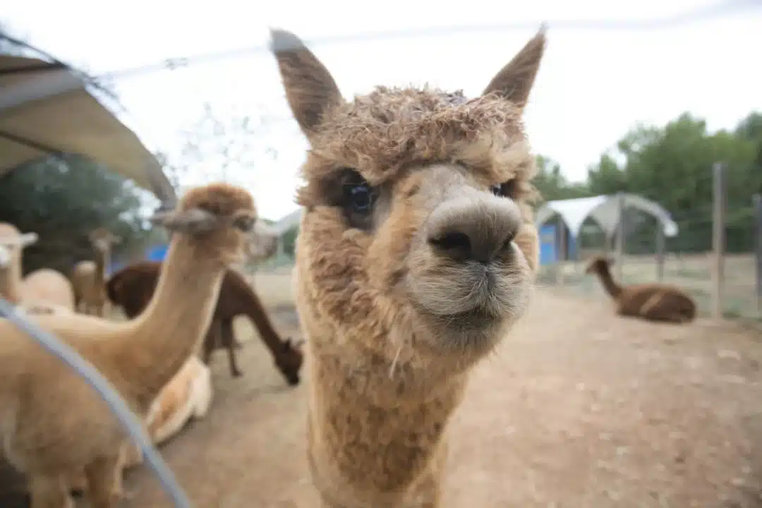 Family-Friendly &Ndash; Es Currals Alpacas Ibiza &Ndash; Living Ibiza