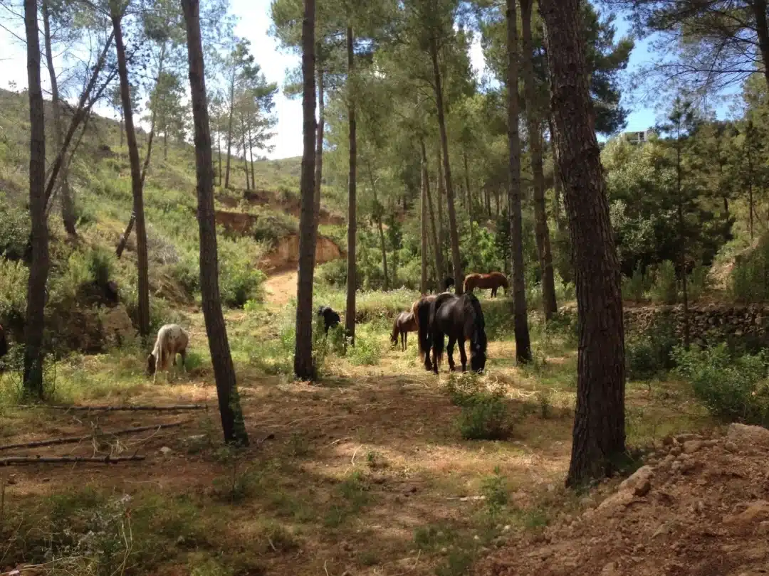 Family-Friendly &Ndash; Ibiza Horse Valley &Ndash; Living Ibiza