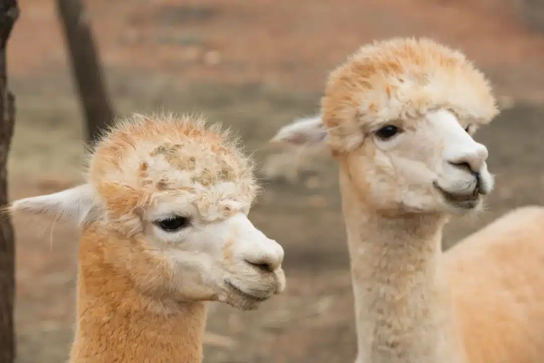 Alpacas Ibiza