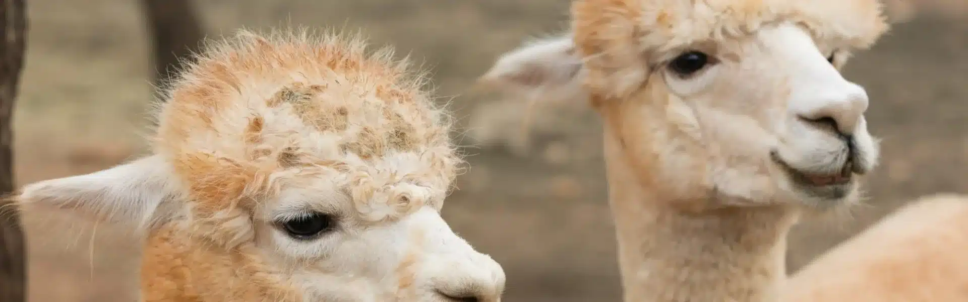 Alpacas Ibiza
