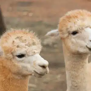 Alpacas Ibiza