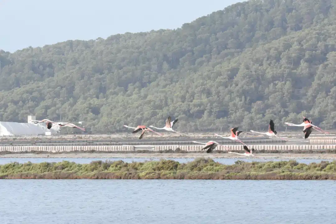 Ses Salines Natural Park