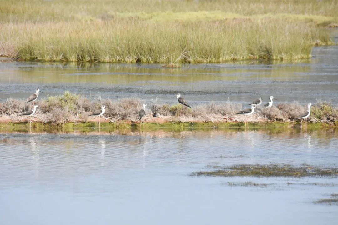 Natural Park, Nature, Tour &Ndash; Ses Salines Natural Park 2 &Ndash; Living Ibiza