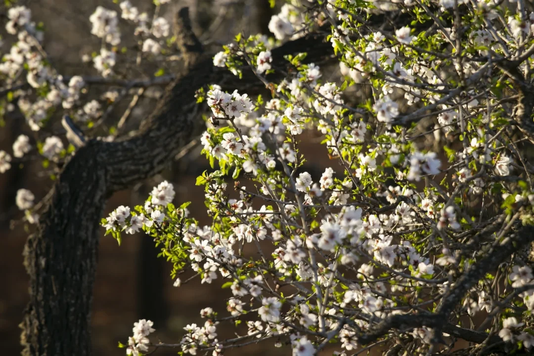 Local Festivities, Local Gastronomy, Traditions &Ndash; Almond Blossom Ibiza &Ndash; Living Ibiza