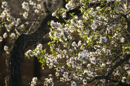 If you want to discover the spectacle of almond blossoms in Ibiza, you can’t miss these 4 routes