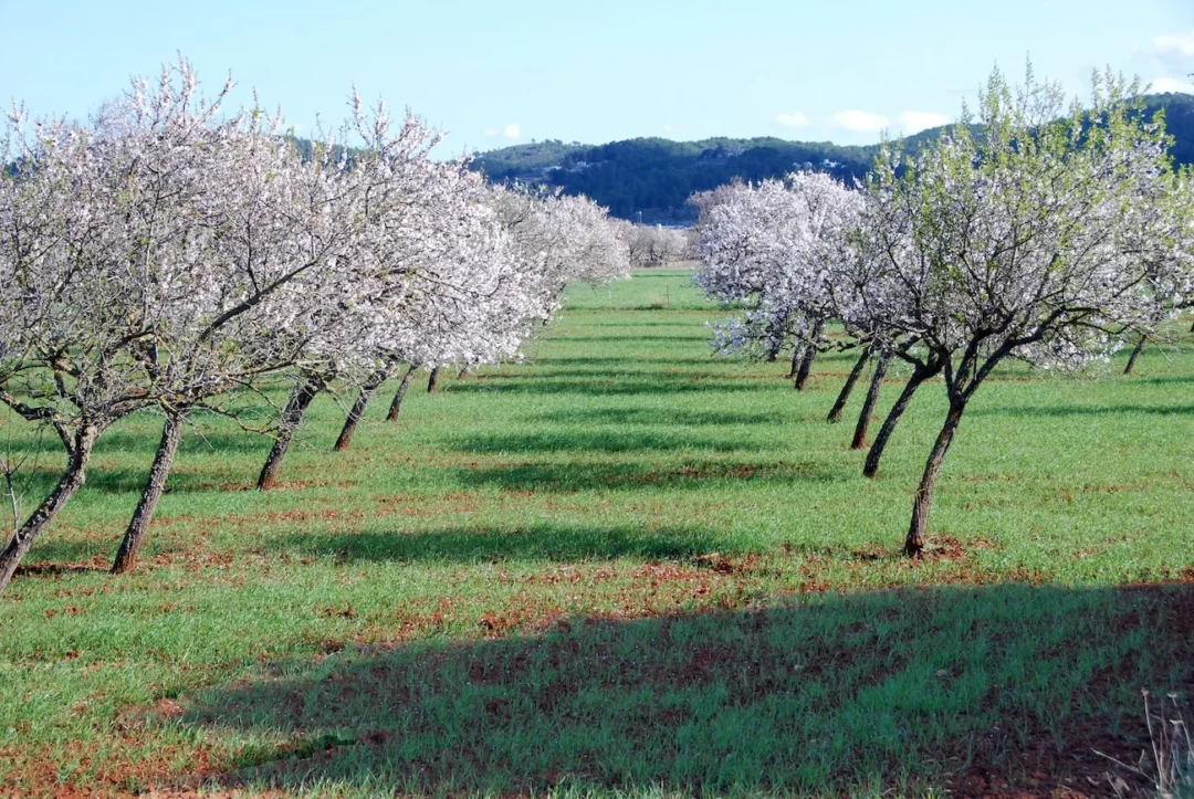 Almond Blossom