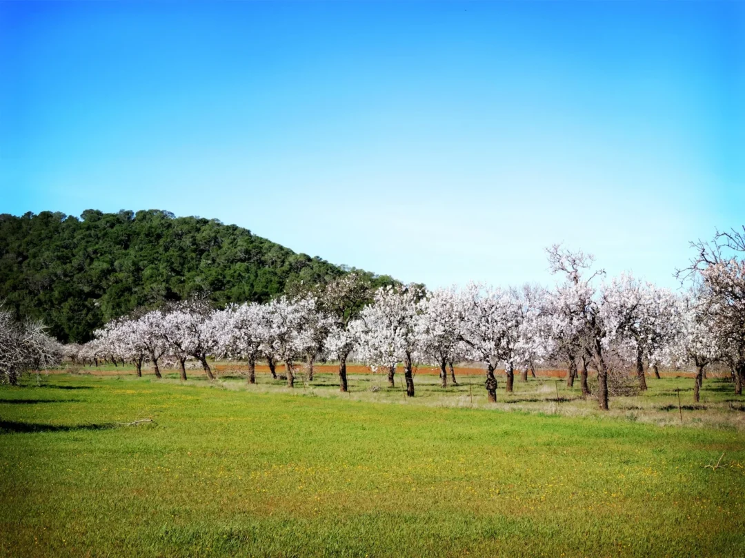 &Ndash; Almond Blossom Santa Agnes 3 &Ndash; Living Ibiza