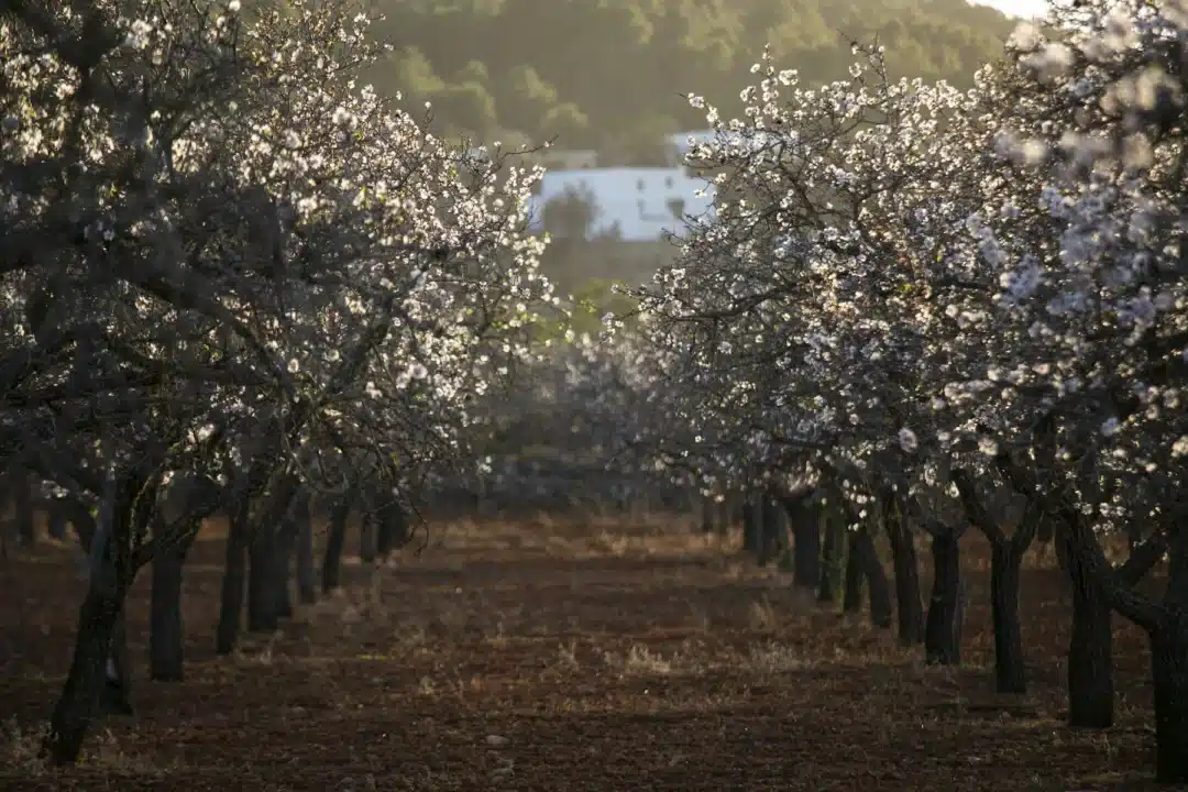 Local Festivities, Local Gastronomy, Traditions &Ndash; Almond Blossom In Santa Agnes &Ndash; Living Ibiza