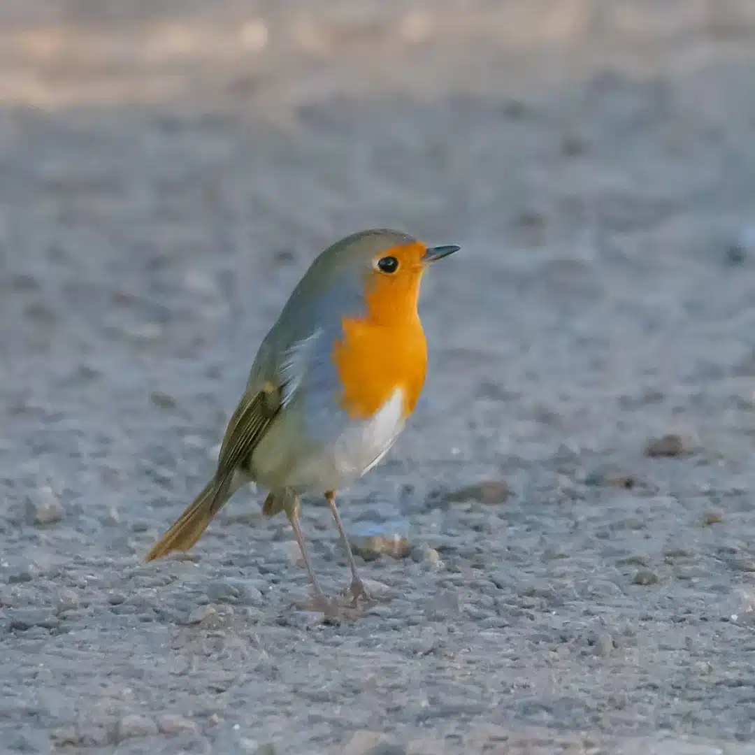 Birdwatching At Ses Salines Natural Park (5)