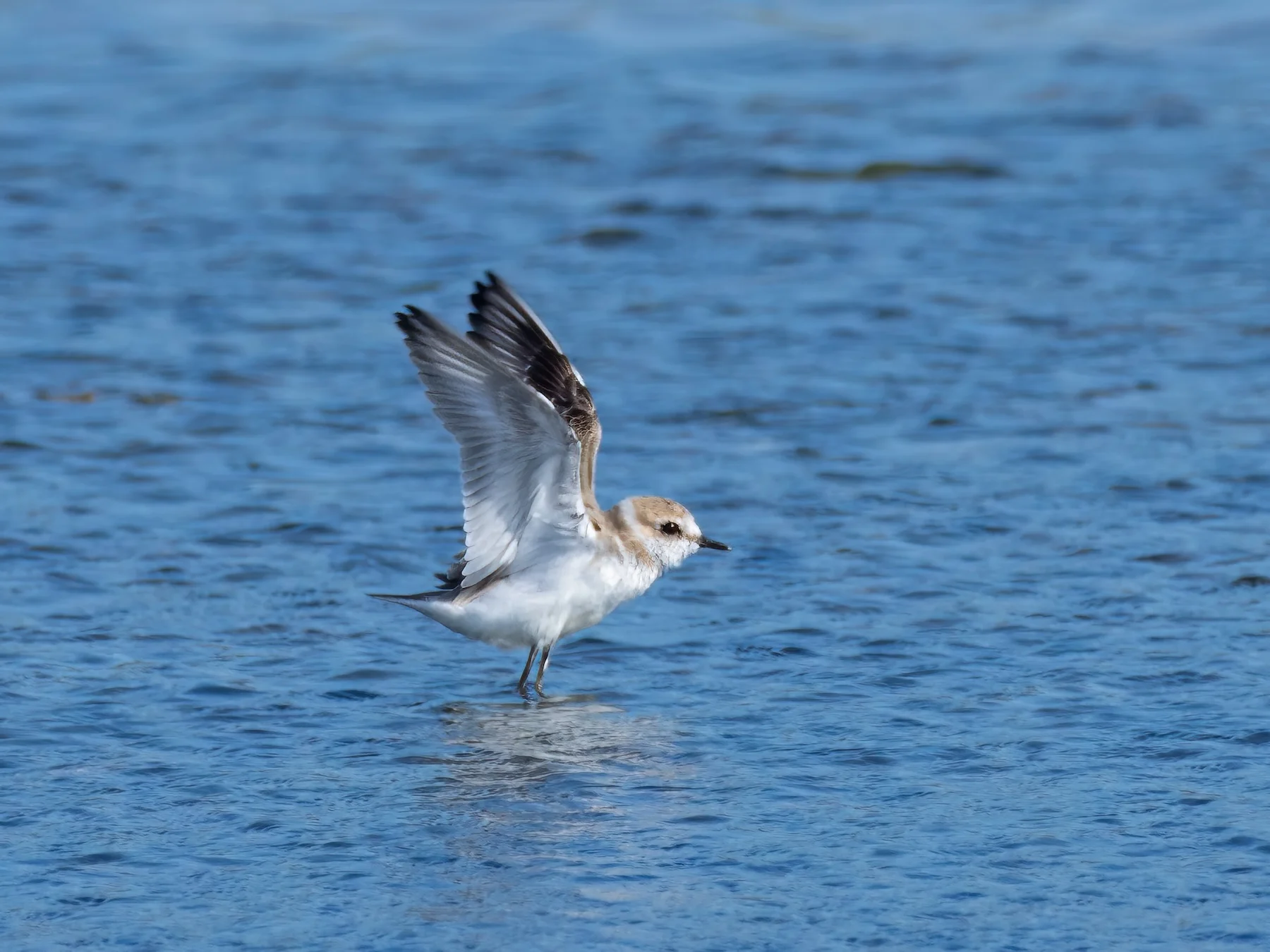 Birdwatching At Ses Salines Natural Park (3)