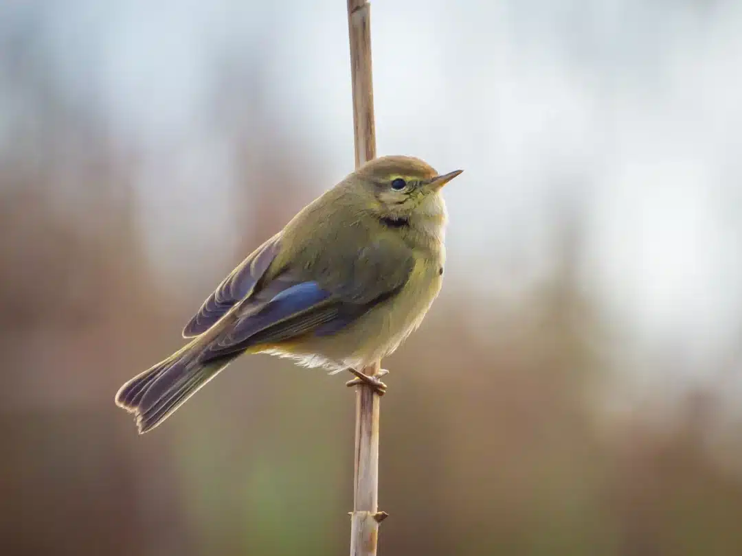 Birdwatching At Ses Salines Natural Park (5)