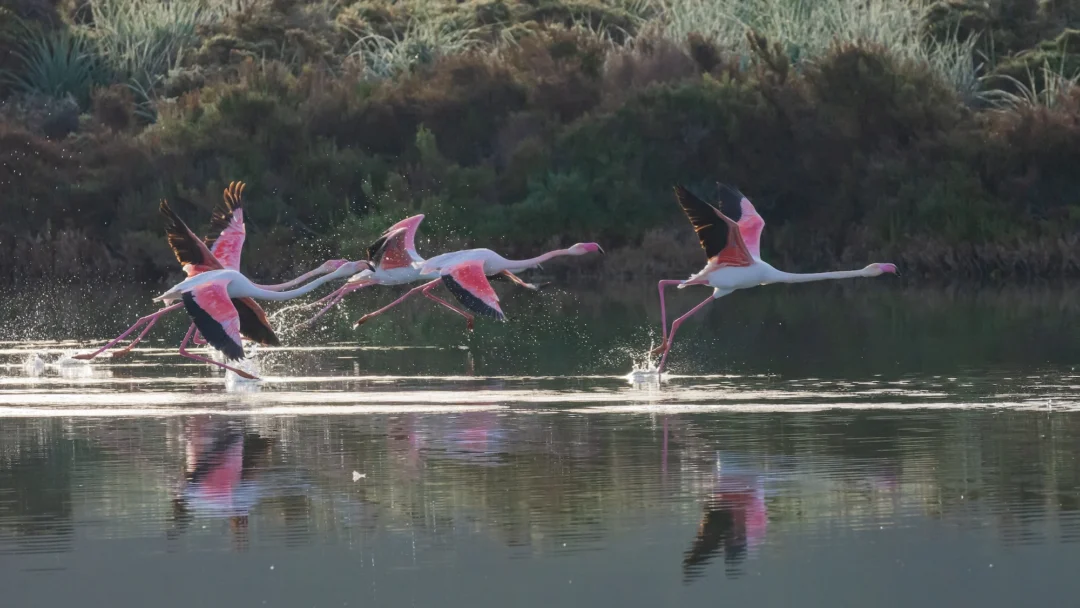 Birdwatching At Ses Salines Natural Park (5)