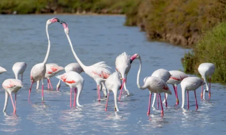 Birdwatching at Ses Salines Natural Park (5)