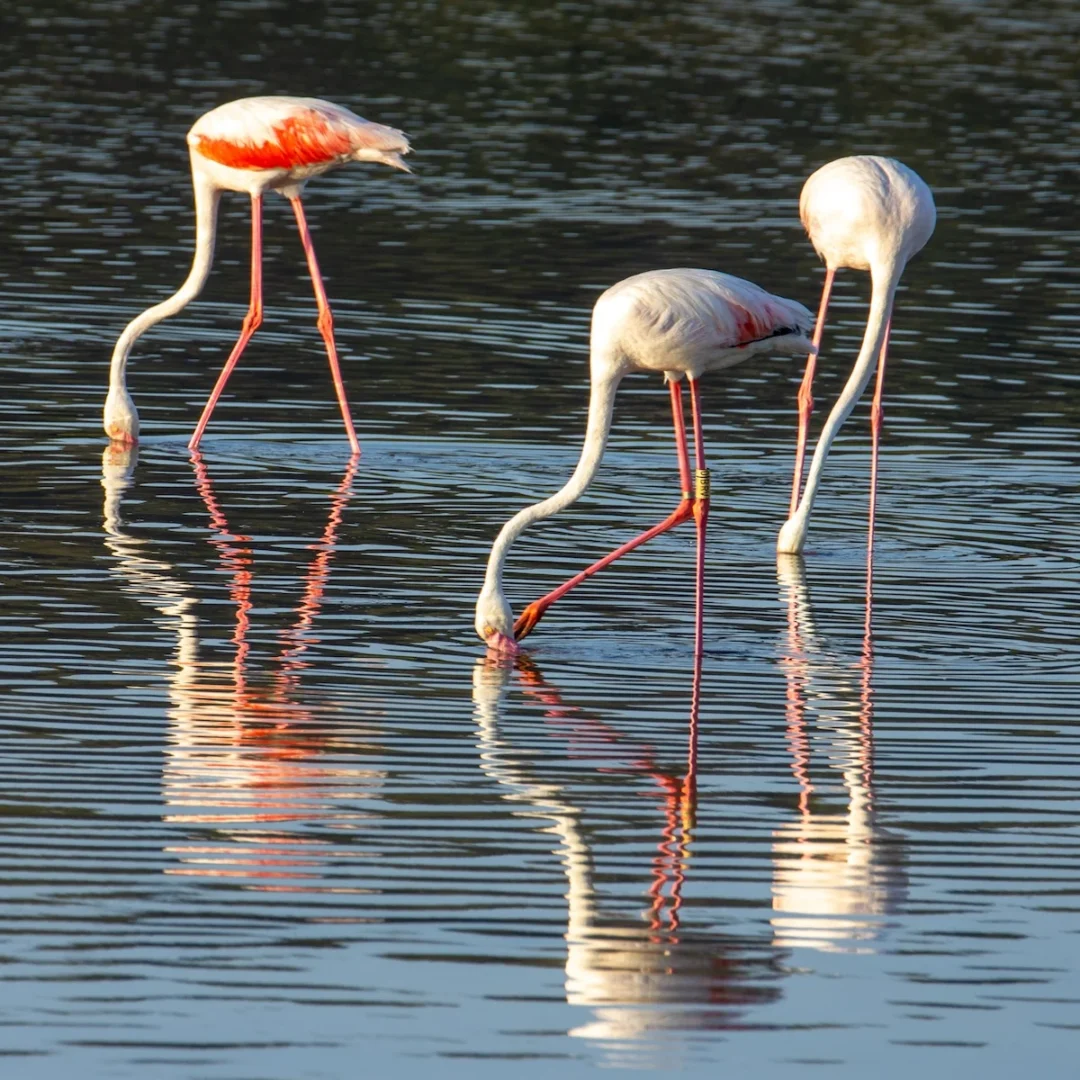 Birdwatching At Ses Salines Natural Park (5)