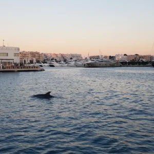 Dolphins in Ibiza