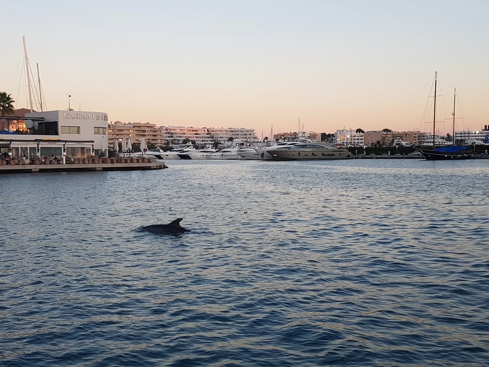 Dolphins in Ibiza