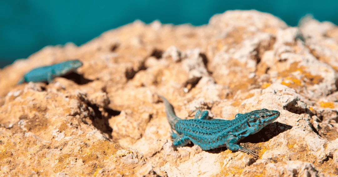 Formentera Lizard