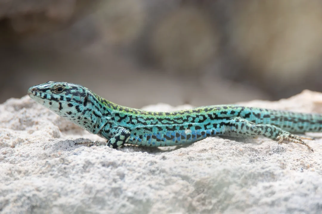 Ibiza Wall Lizards 