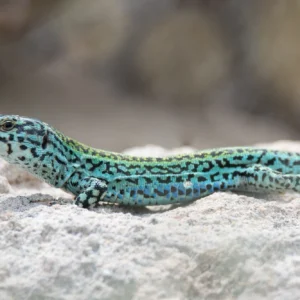 Ibiza wall lizards