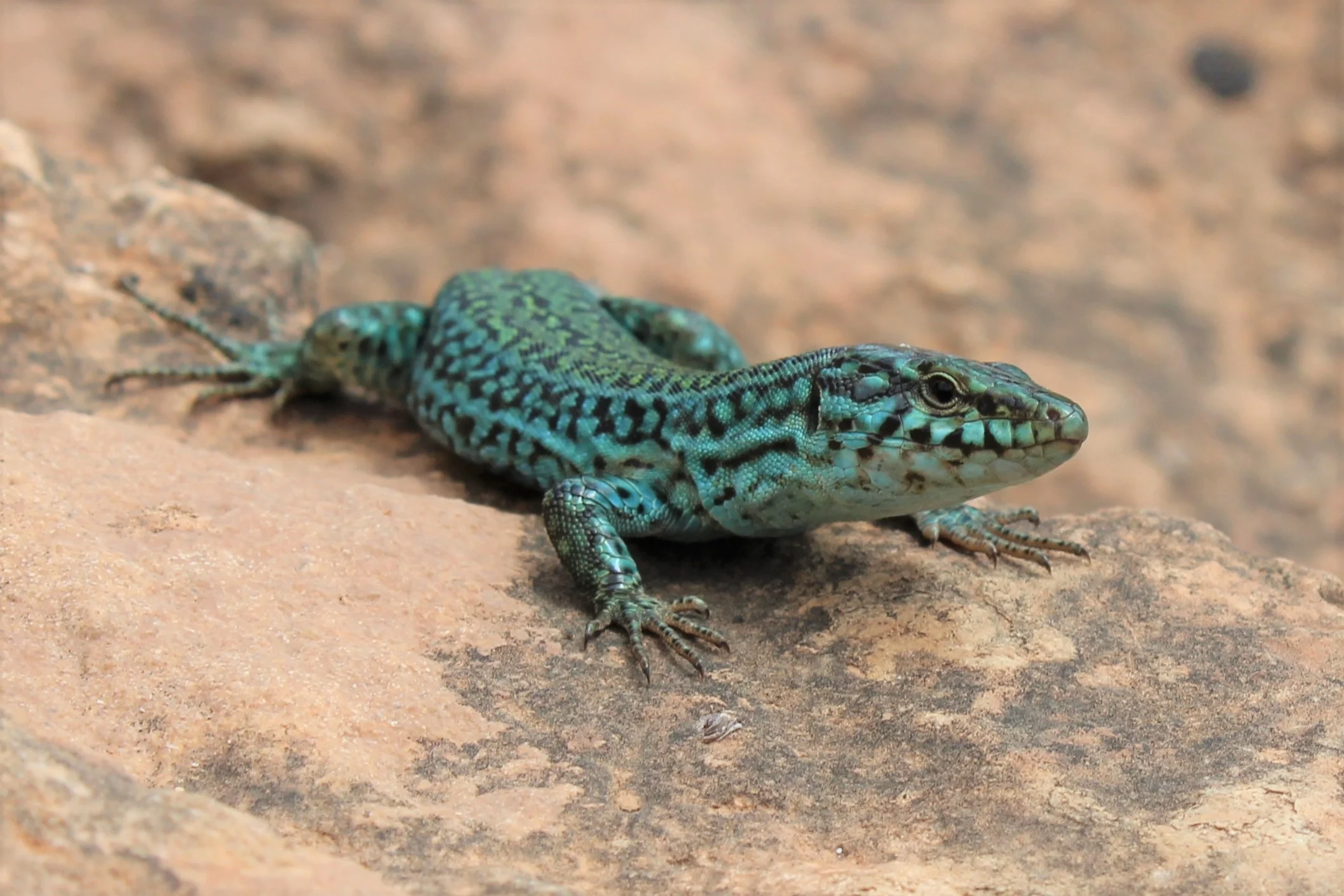 Ibiza Wall Lizards 