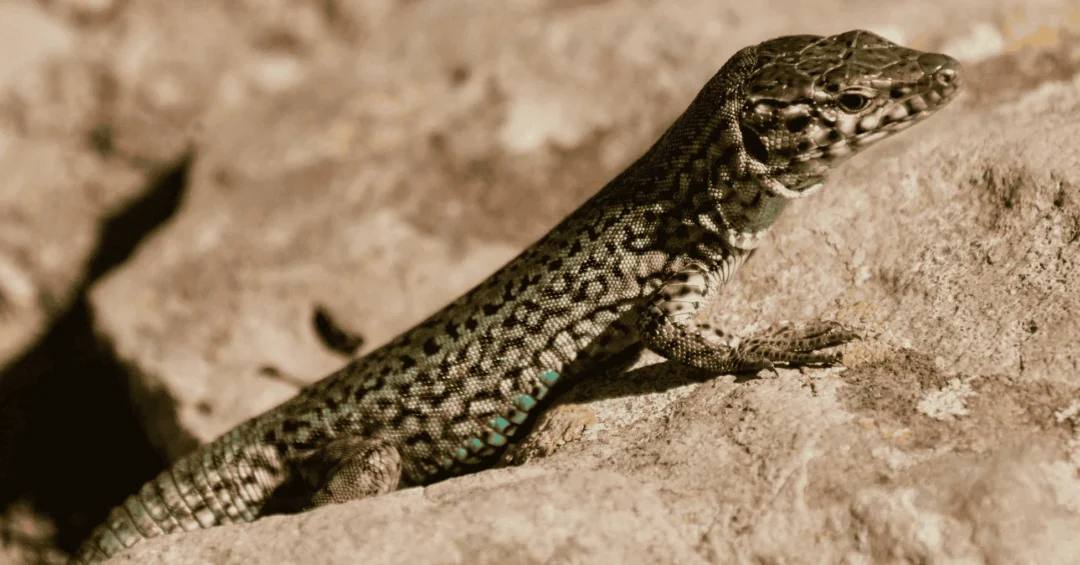 Ibizan Lizard