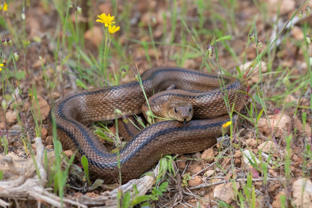 Snakes In Ibiza 