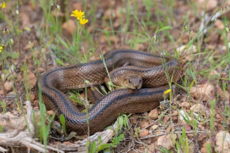 Snakes in Ibiza