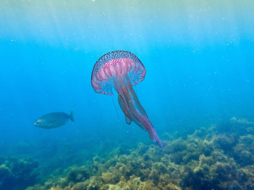 Jellyfish In Ibiza