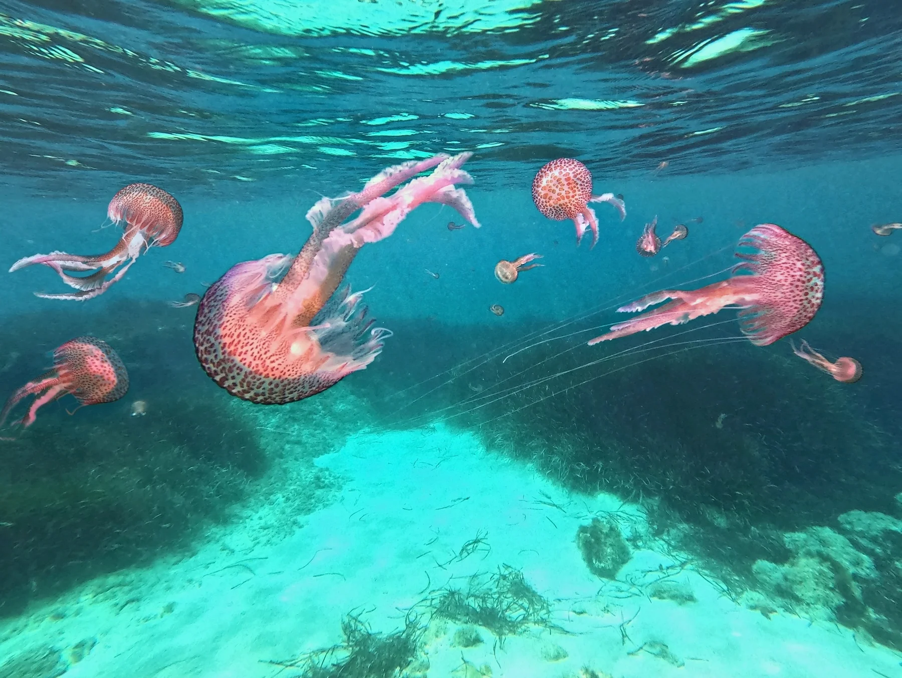 Jellyfish In Ibiza