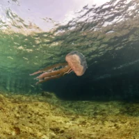 Jellyfish in Ibiza