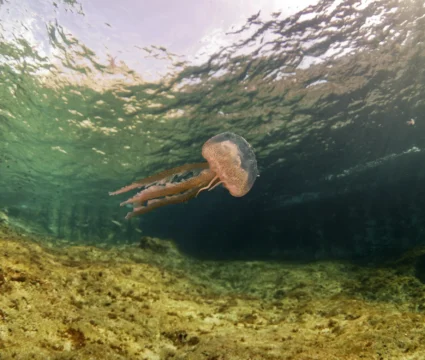 What to do if a jellyfish stings you during your dream holidays in Ibiza