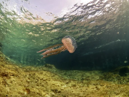 Jellyfish in Ibiza