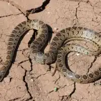 Snake in Ibiza