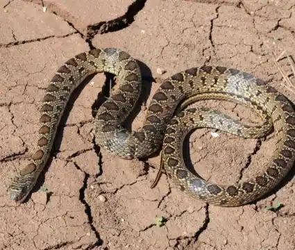 Can a snake bite ruin your Ibiza dream holiday? Here is the reality