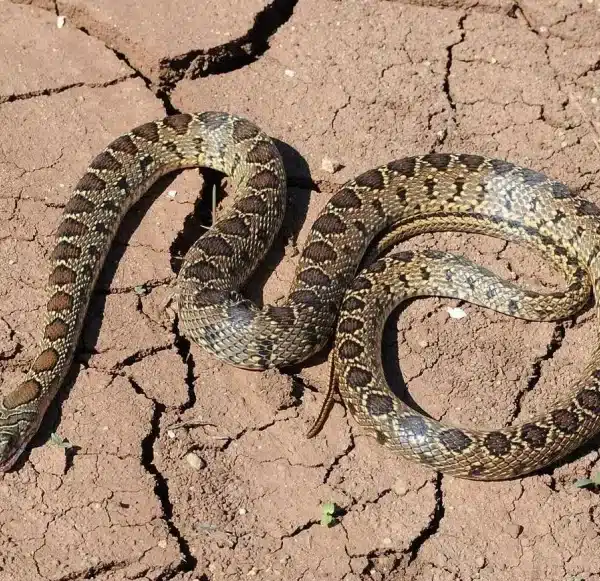 Can a snake bite ruin your Ibiza dream holiday? Here is the reality