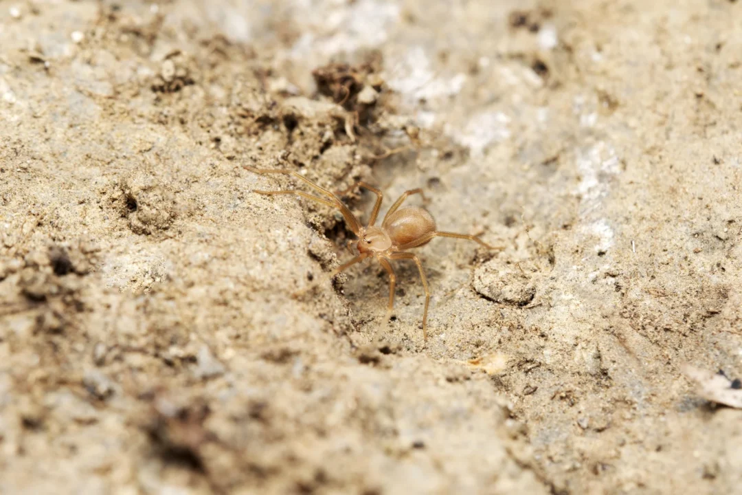 Violin spider in Ibiza