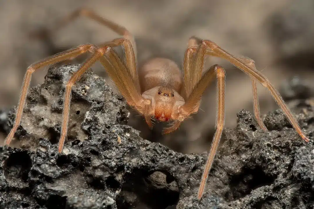 Violin Spider In Ibiza