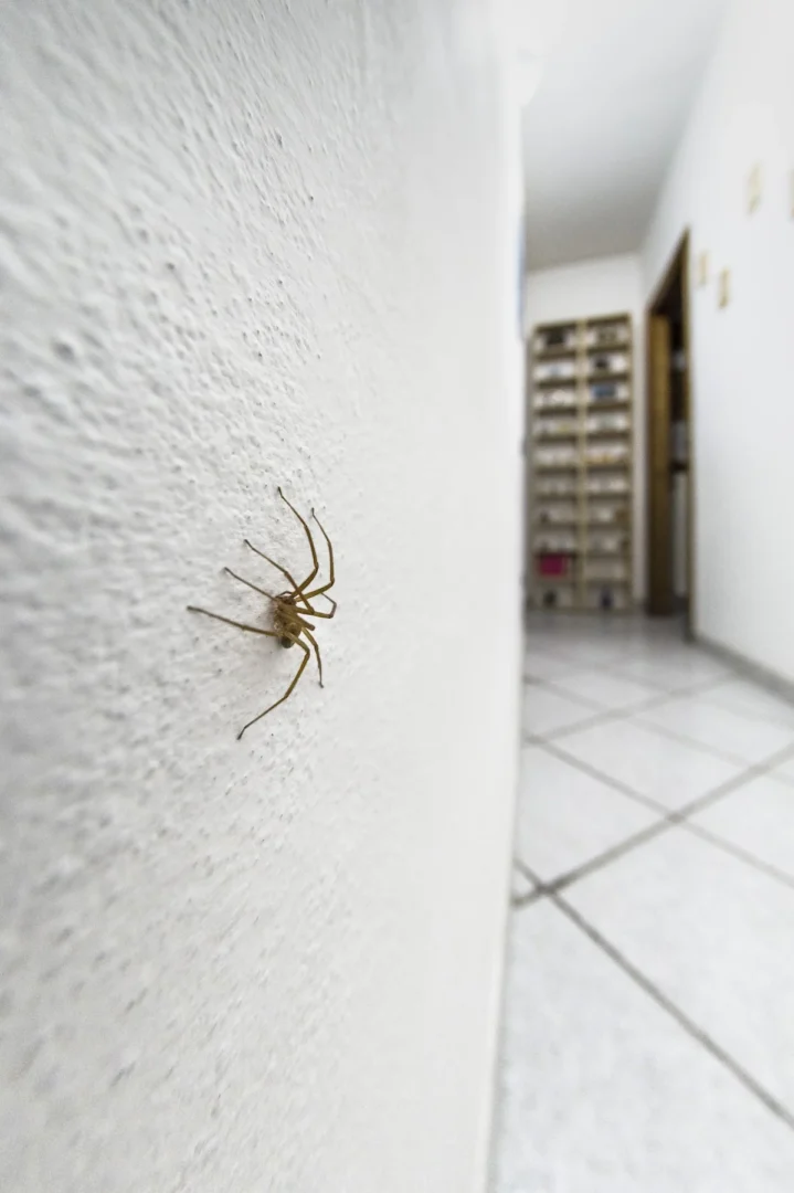 Violin Spider In Ibiza