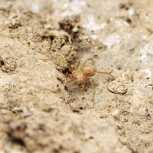 Violin spider in Ibiza