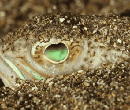 Danger on Ibiza’s beaches: a fish you don’t want to encounter