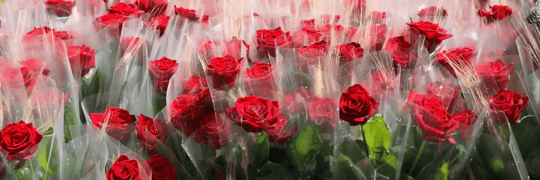 Sant Jordi