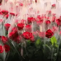 Sant Jordi