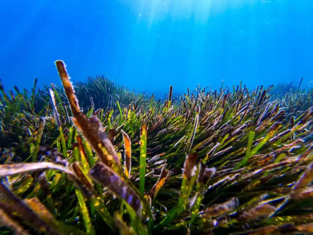 Posidonia